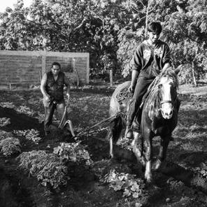 Ruperto Tepano and Son Plowing Garden