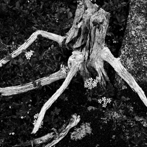 Root, Flowers, Gorham Mt. Trail