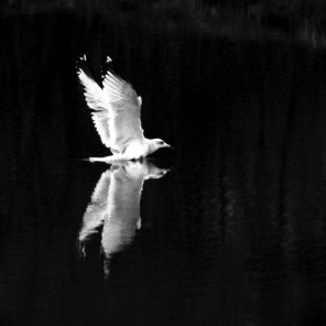 Gull Fishing Susquehanna State Park 1973