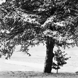 Holly and Pine in Snow 1997